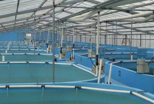 我們要養魚,我們也要環保 一文秒懂 工廠化水產養殖系統